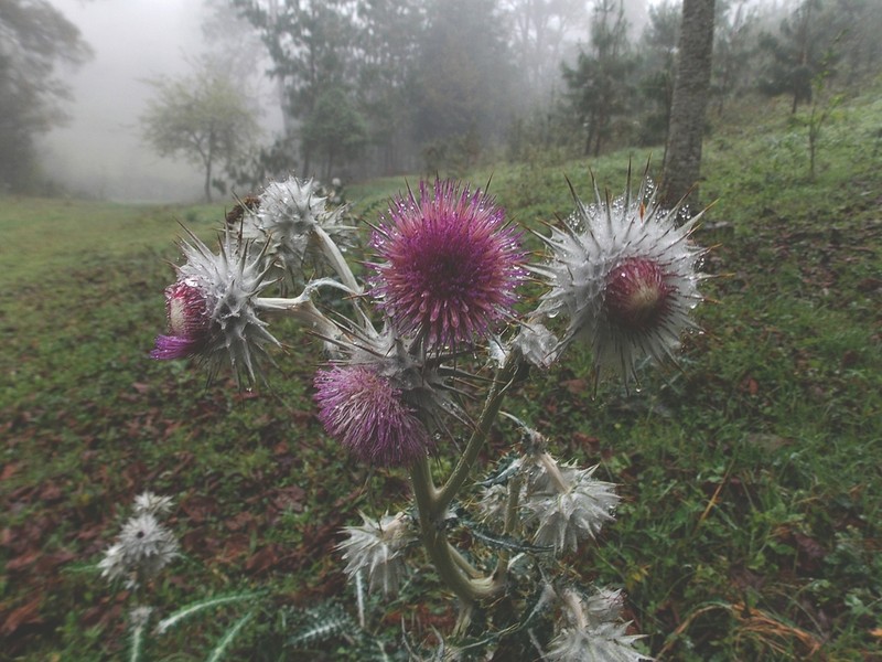 Cirsium hidalgoense photo 4