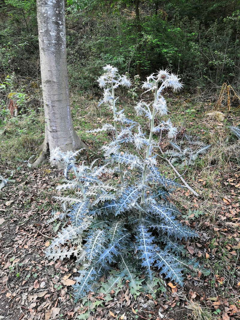 Cirsium hidalgoense photo 5