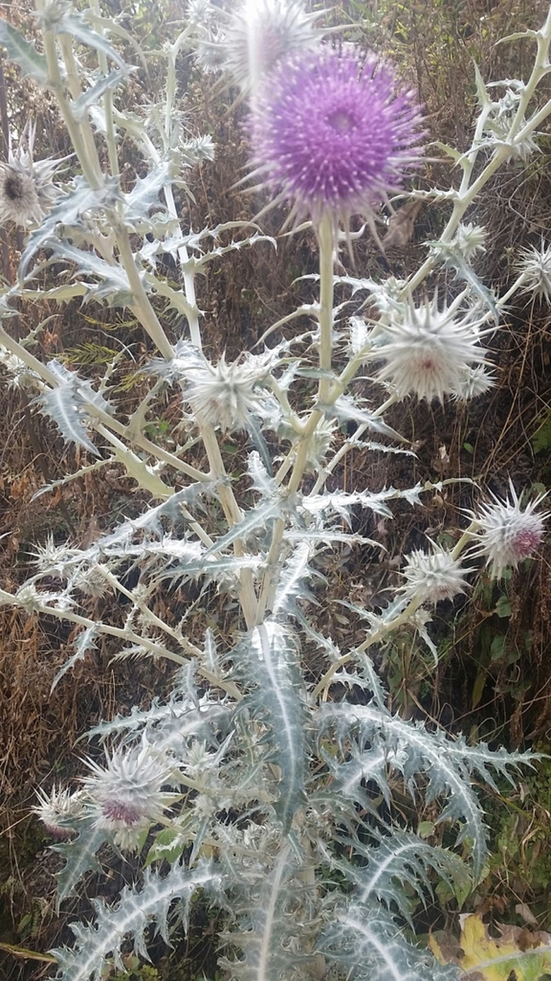 Cirsium hidalgoense photo 6