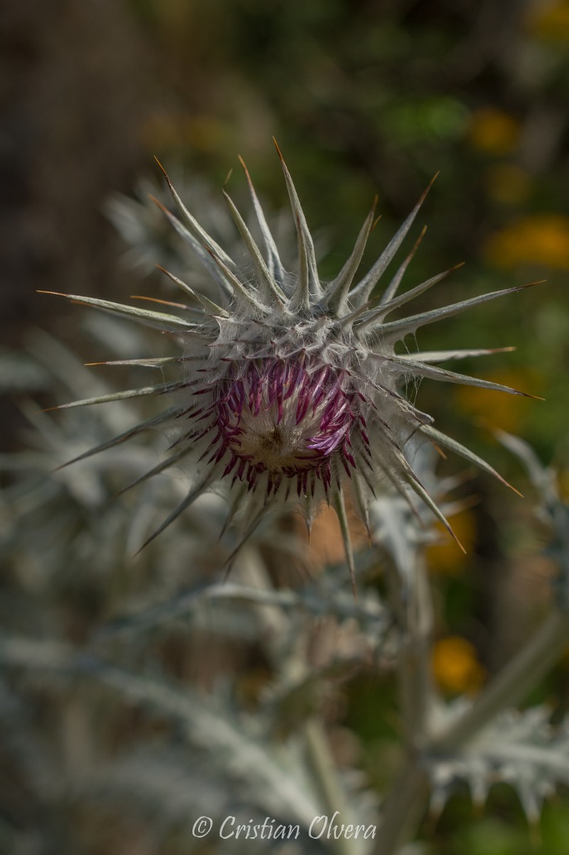 Cirsium hidalgoense photo 7