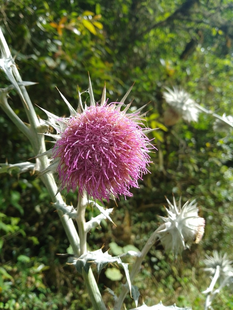 Cirsium hidalgoense photo 8