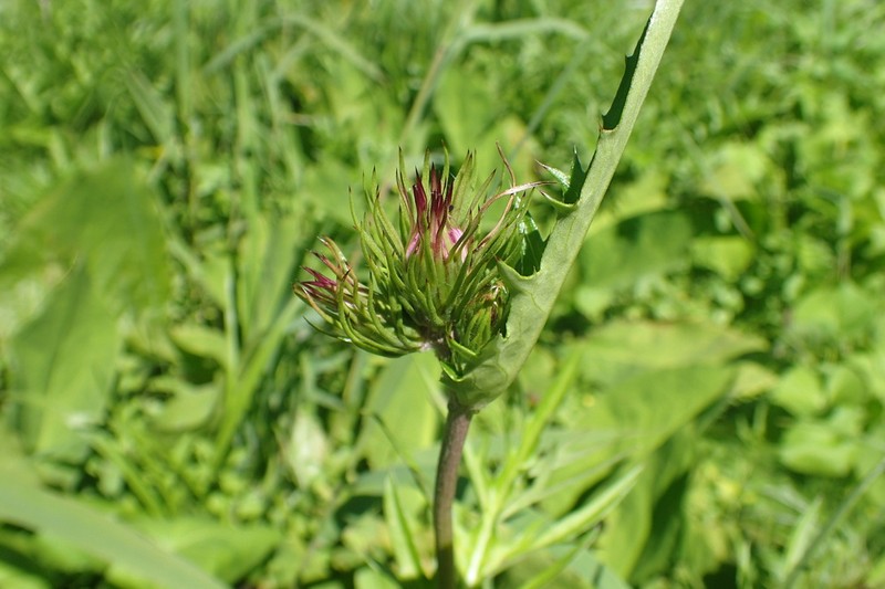 Cirsium homolepis photo 2