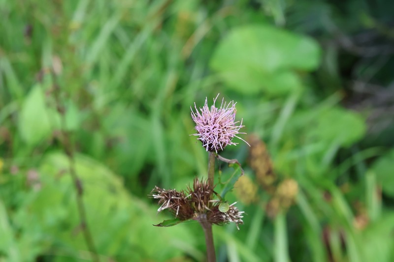 Cirsium homolepis photo 3