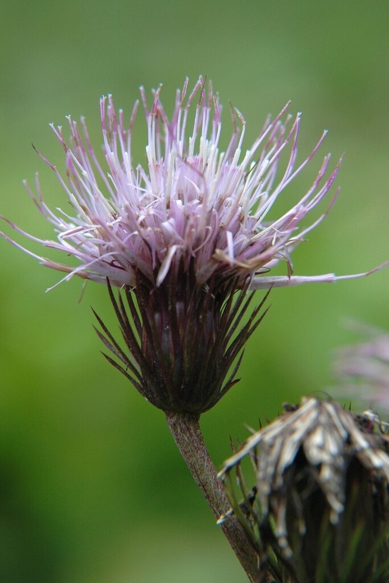 Cirsium homolepis photo 4