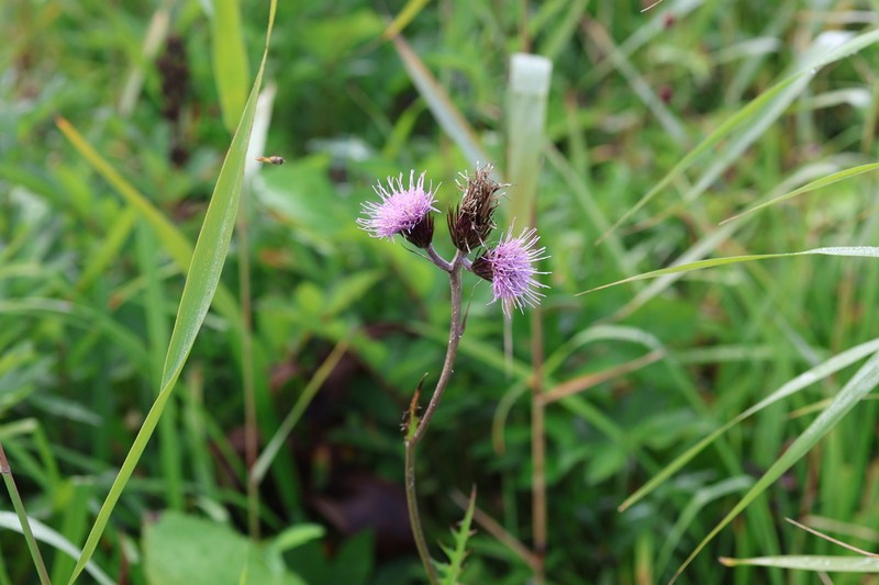 Cirsium homolepis photo 5