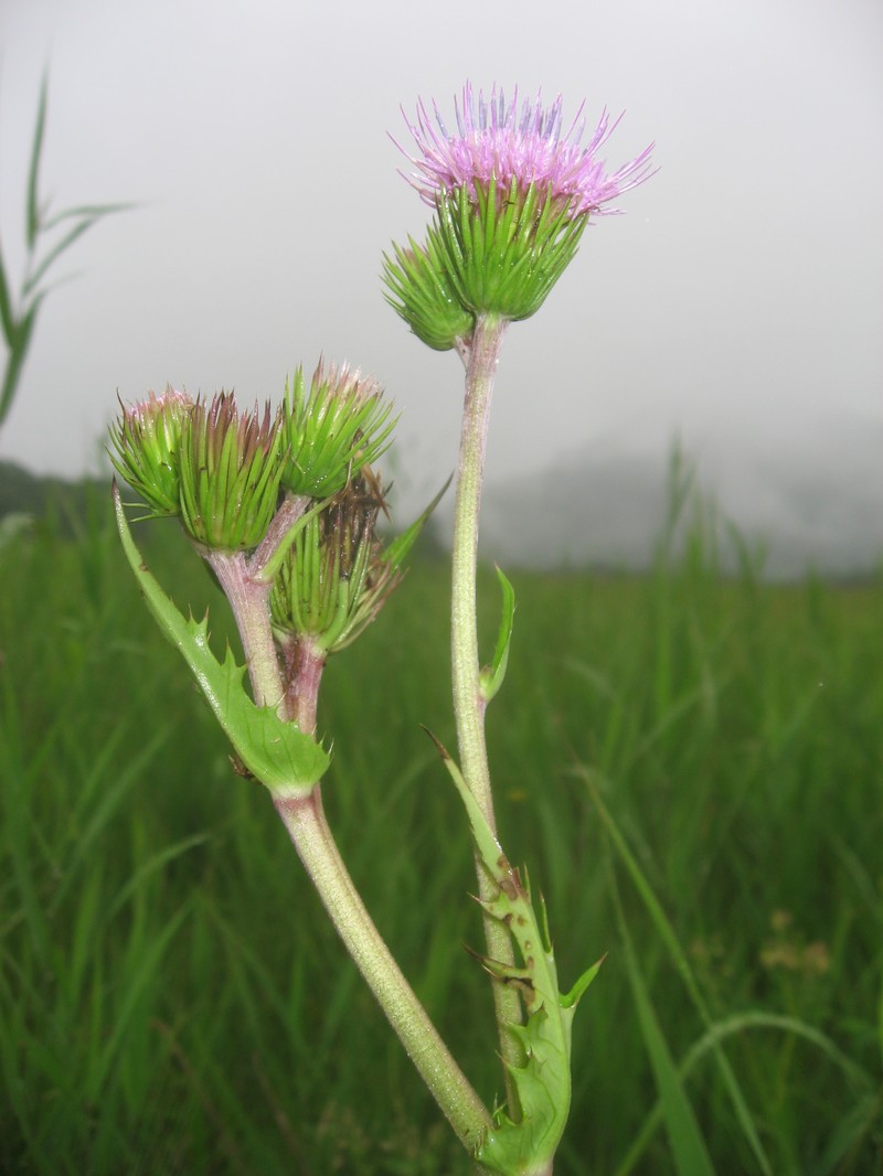 Cirsium homolepis