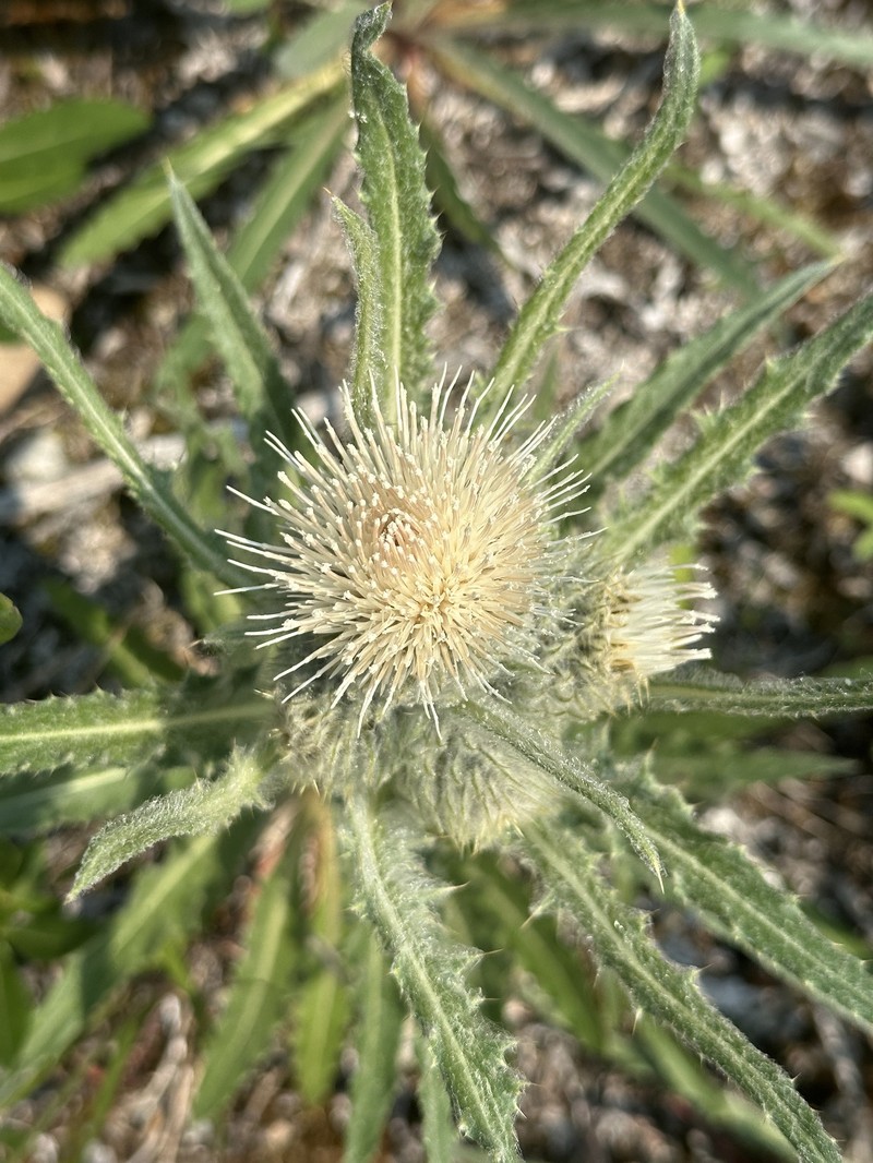 White Thistle