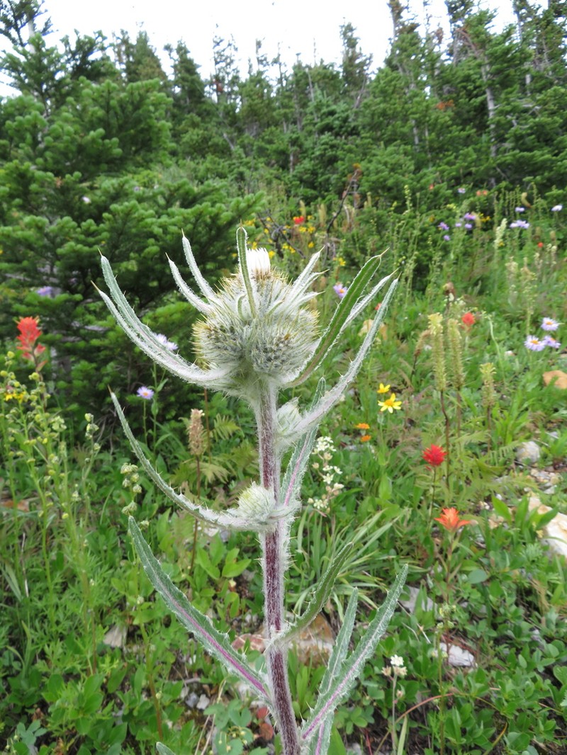 White Thistle