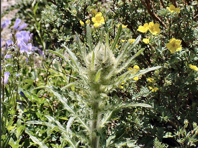 White Thistle photo 2