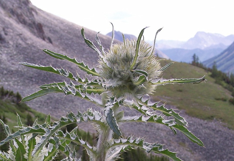 White Thistle photo 3