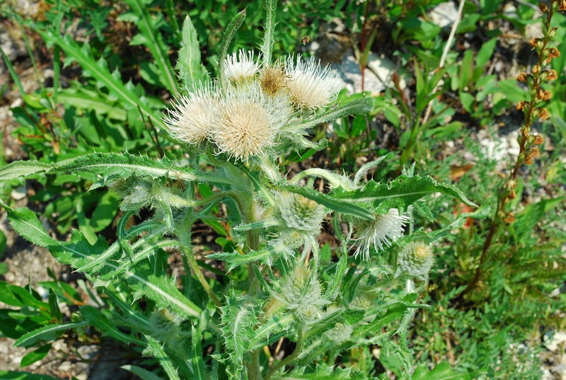 White Thistle photo 4
