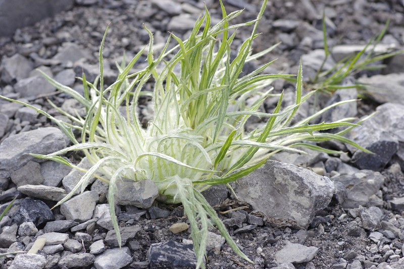 White Thistle photo 5