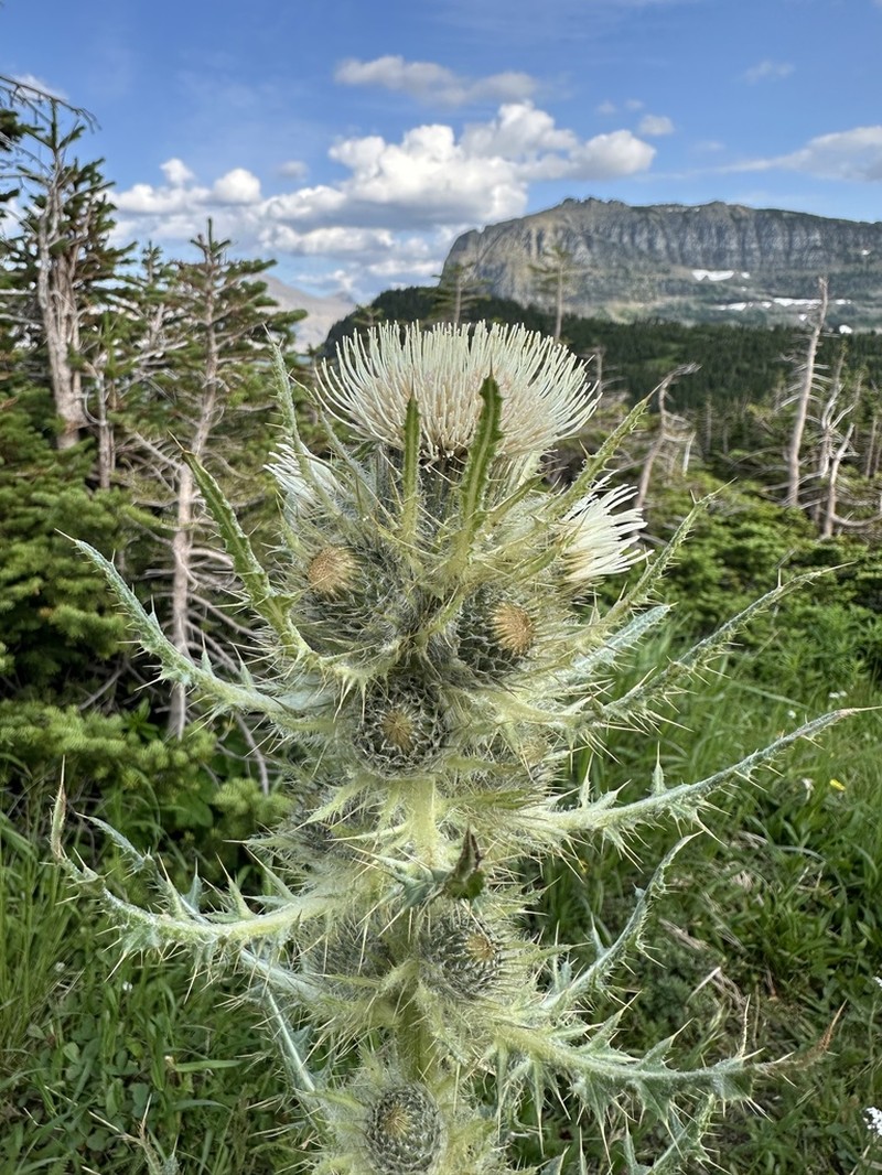White Thistle photo 6