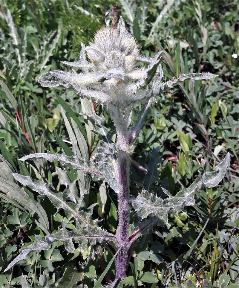 White Thistle photo 7