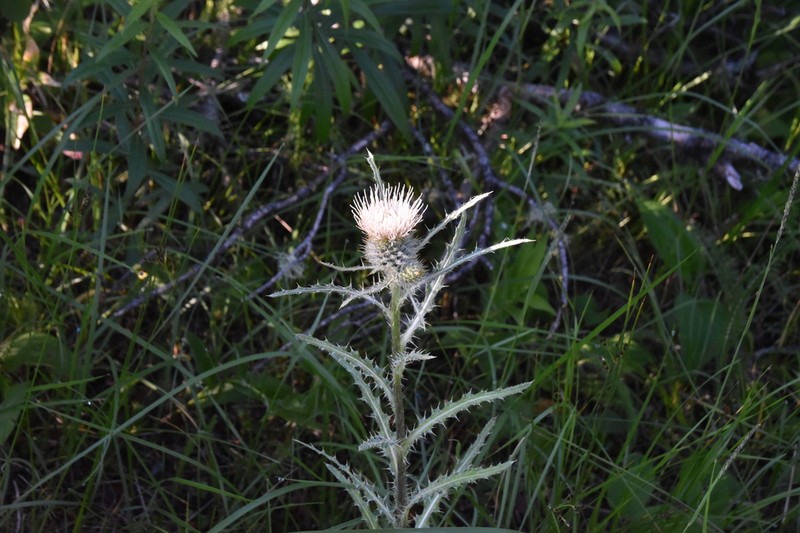 White Thistle photo 8
