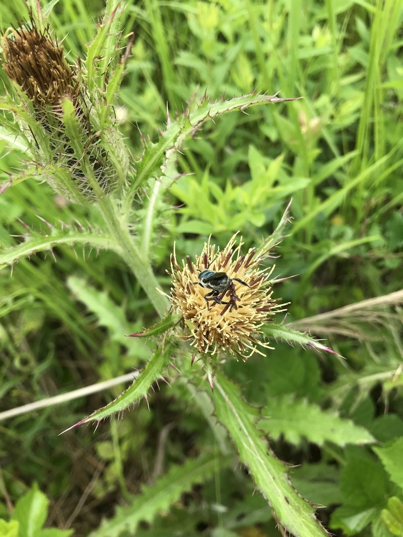 Yellow Thistle