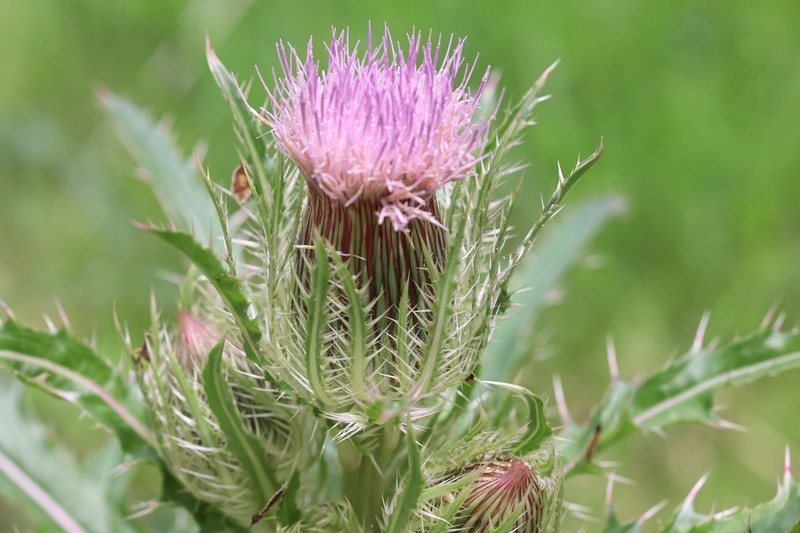 Yellow Thistle photo 2