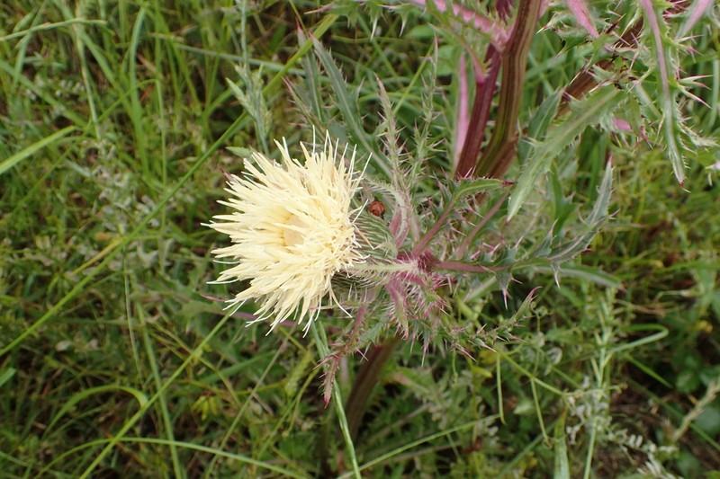 Yellow Thistle photo 3