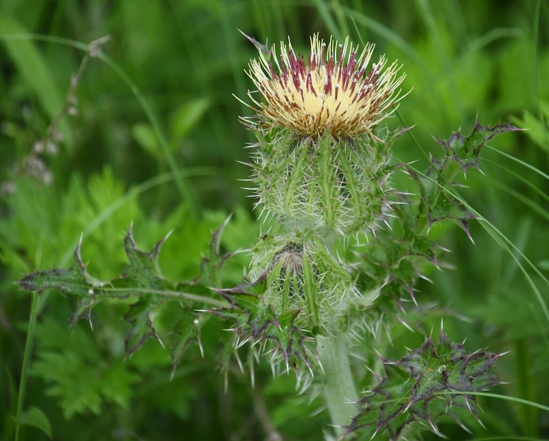 Yellow Thistle photo 4