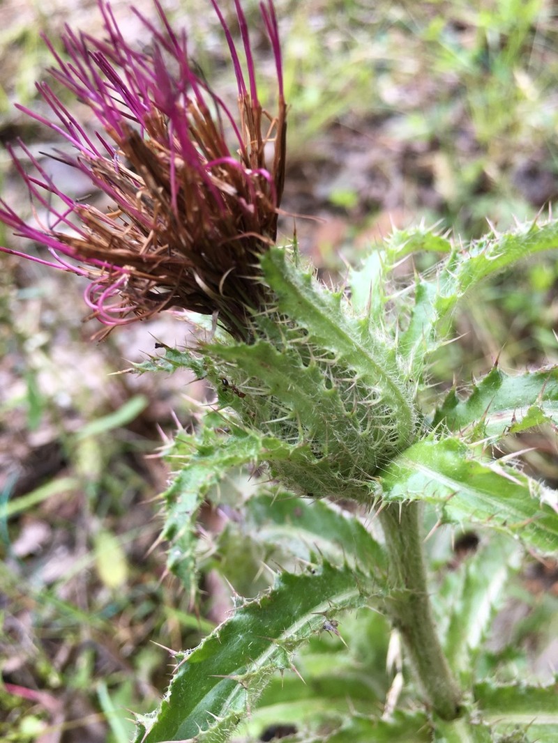Yellow Thistle photo 5