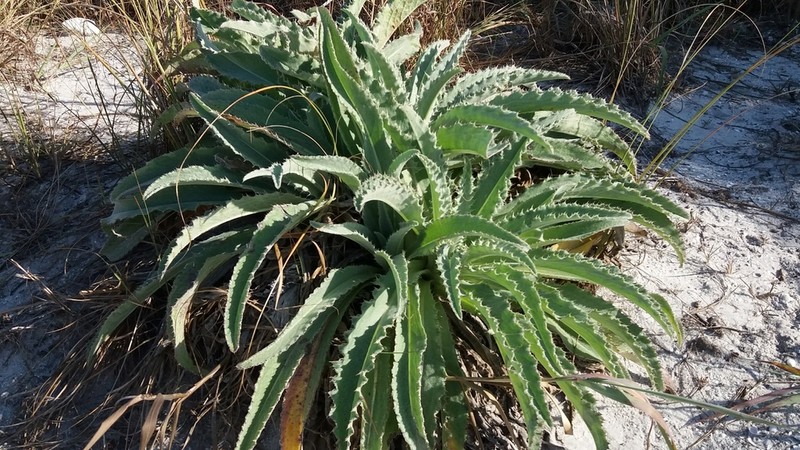 Yellow Thistle photo 6