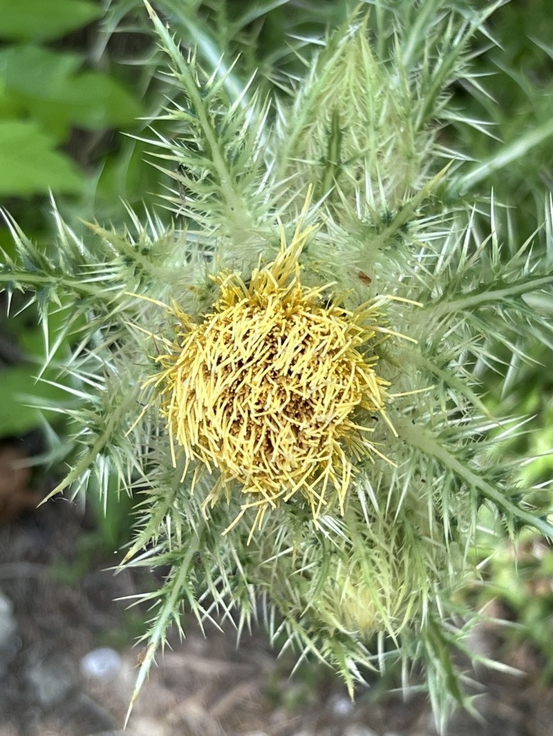 Yellow Thistle photo 7