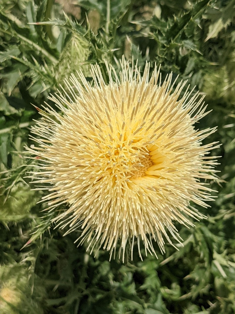 Yellow Thistle photo 8