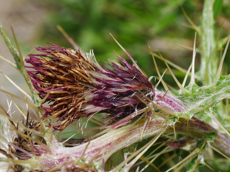 Cirsium hosokawae