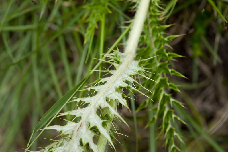 Cirsium hosokawae photo 2