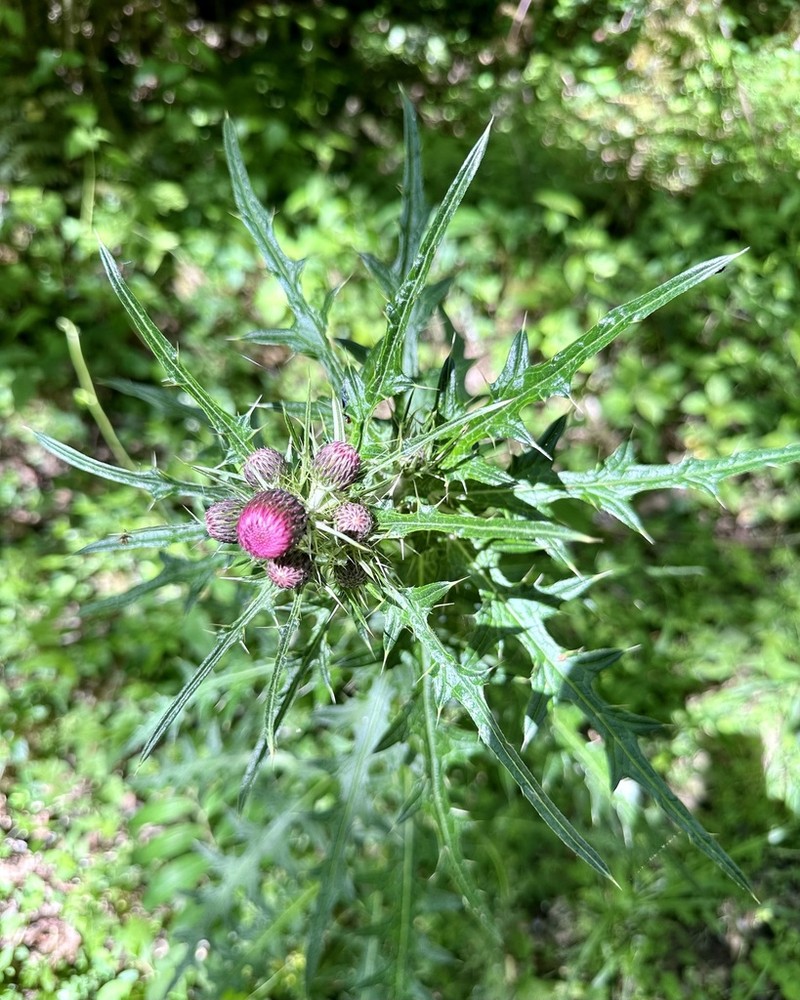 Cirsium hosokawae photo 4