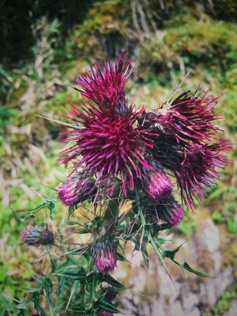 Cirsium hosokawae photo 5