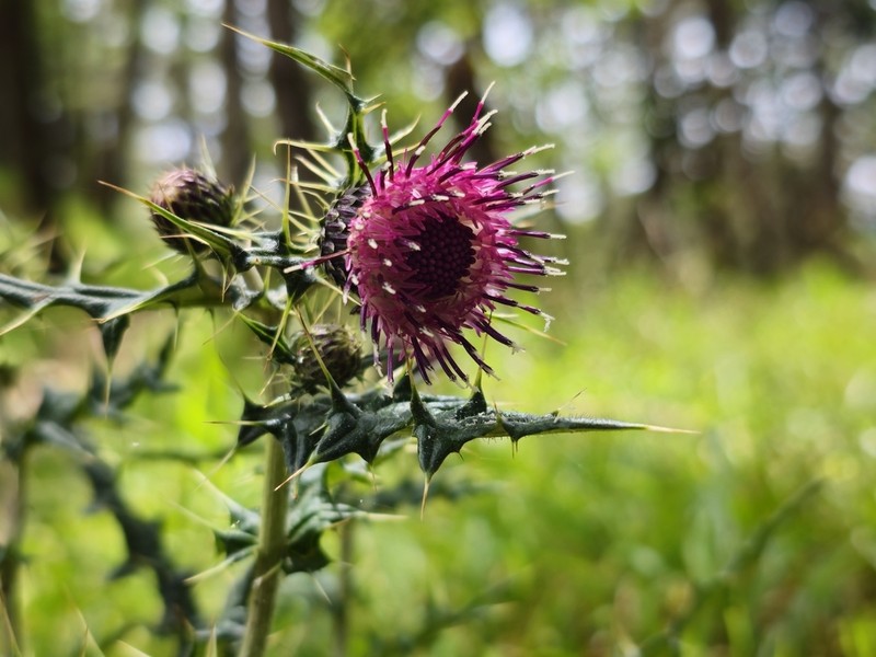 Cirsium hosokawae photo 6