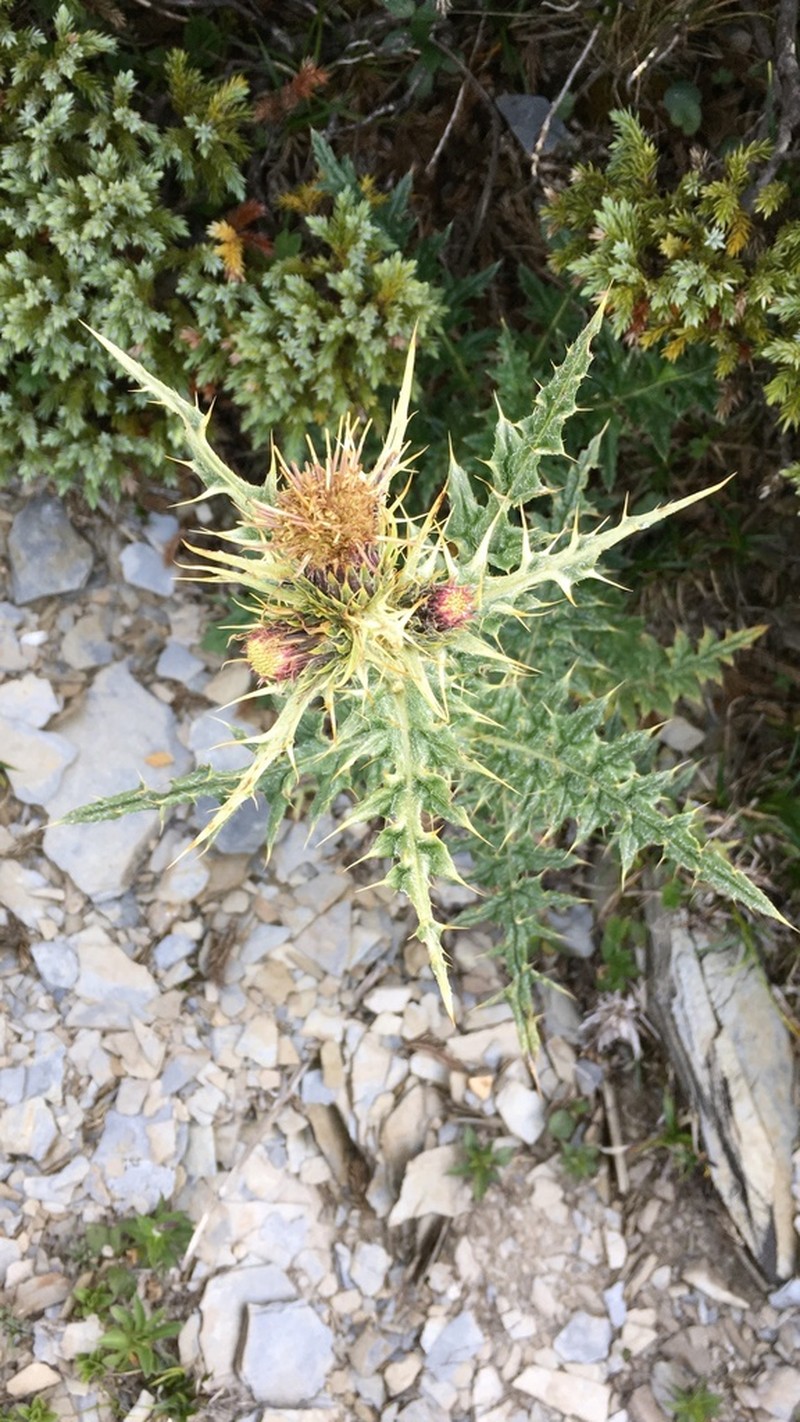 Cirsium hosokawae photo 7