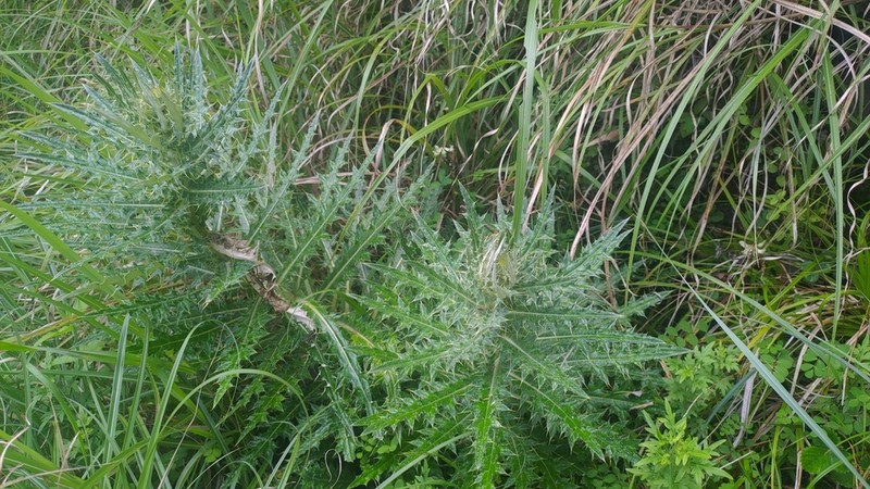 Cirsium hosokawae photo 8
