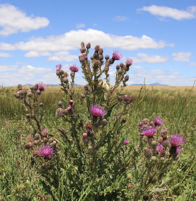 Suisun Thistle