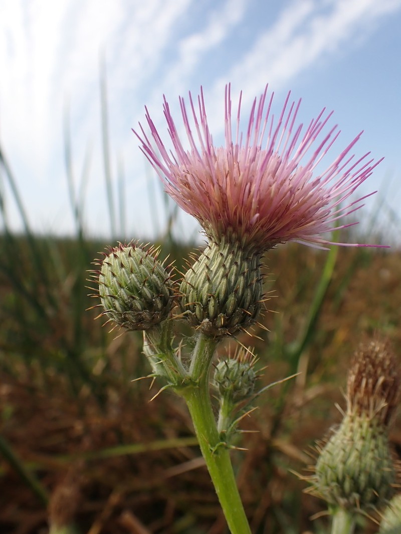 Suisun Thistle photo 2