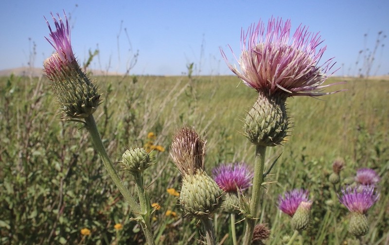 Suisun Thistle photo 3
