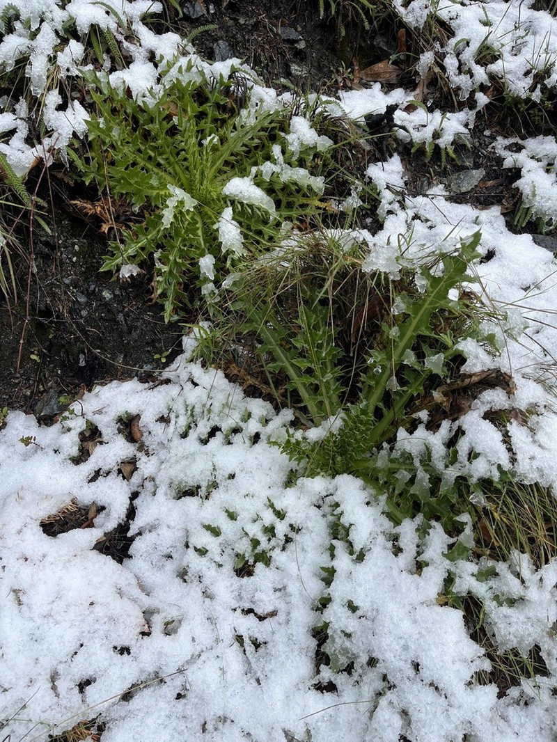 Suisun Thistle photo 4