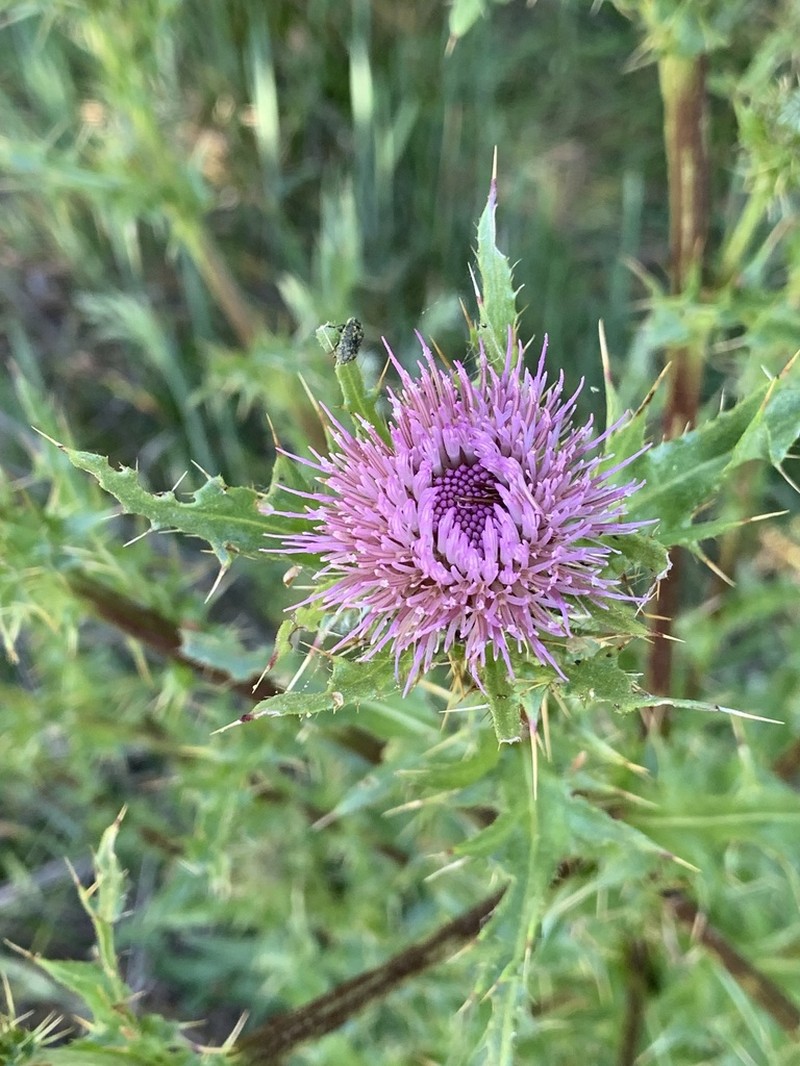 Suisun Thistle photo 5