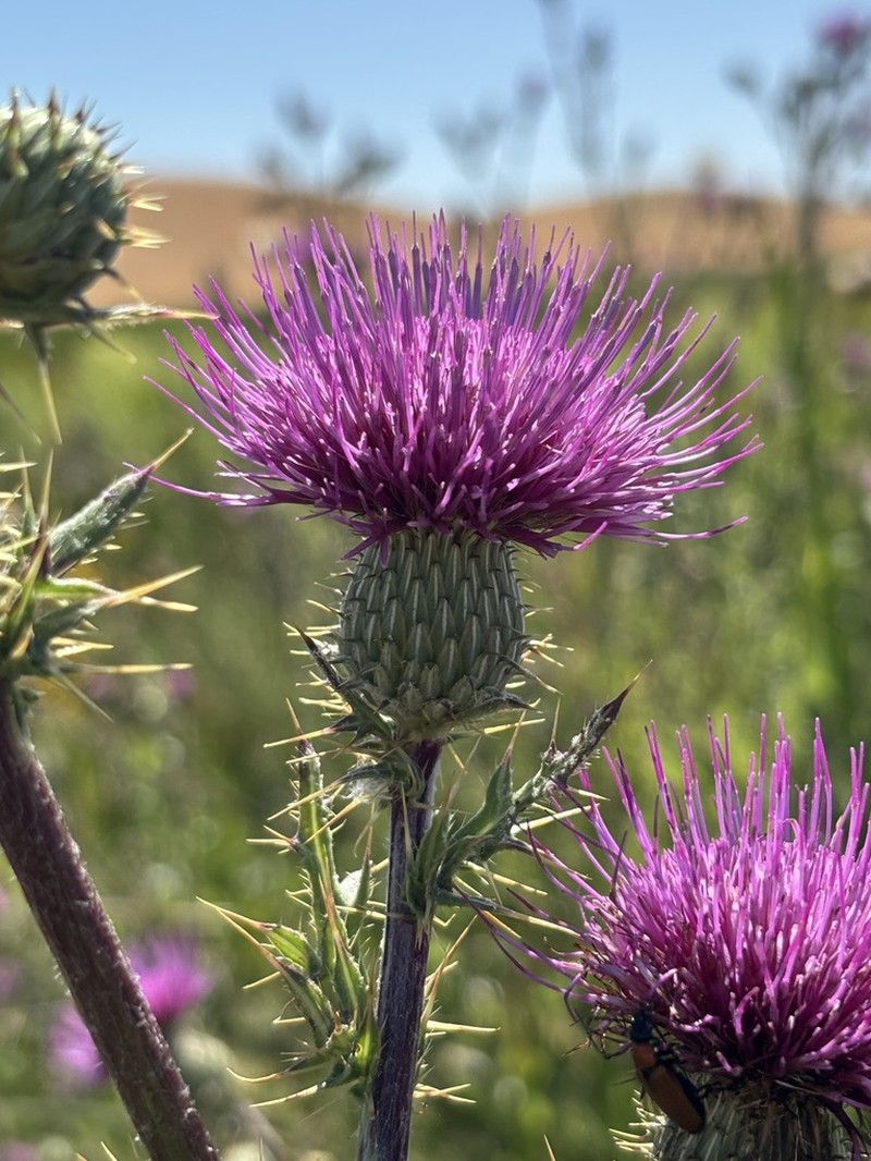 Suisun Thistle photo 6