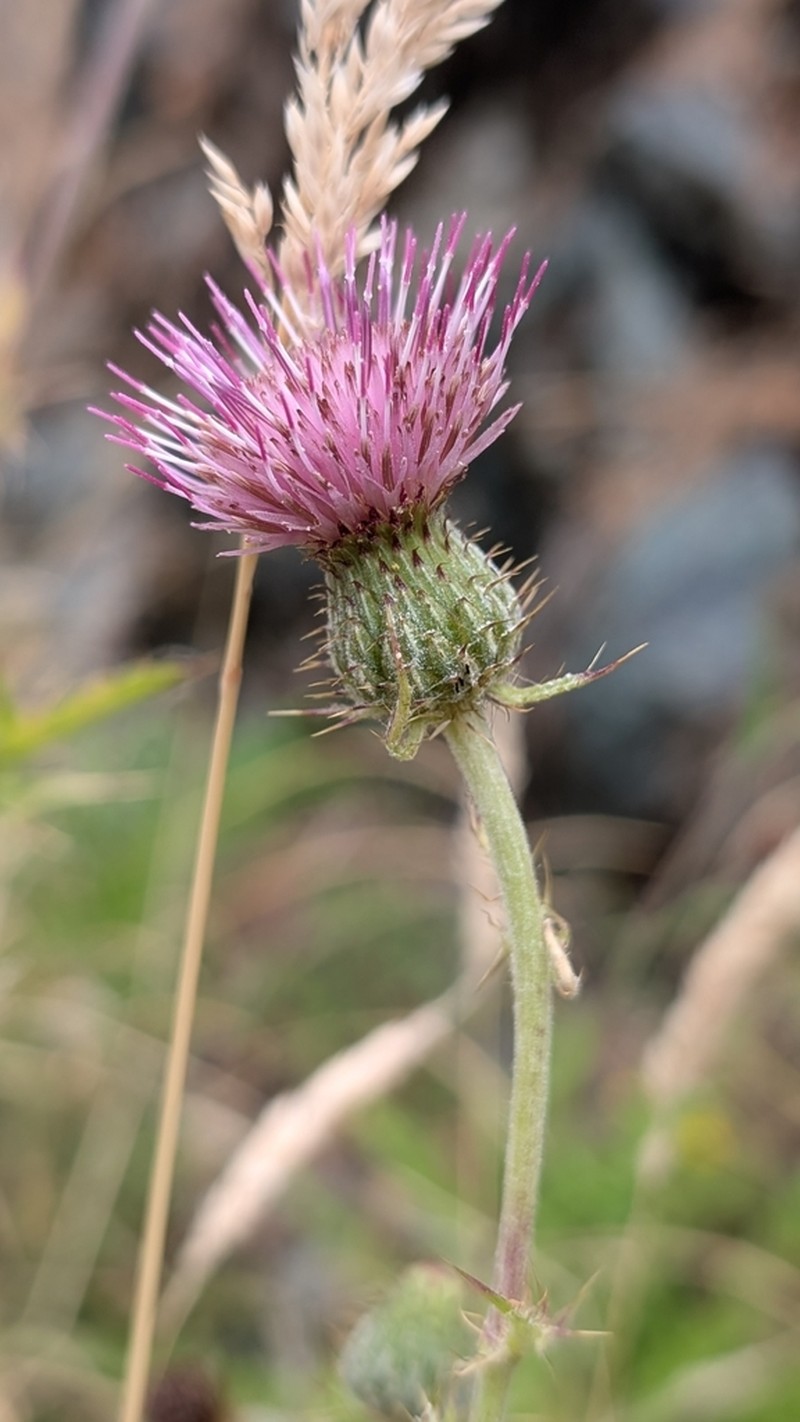 Suisun Thistle photo 7