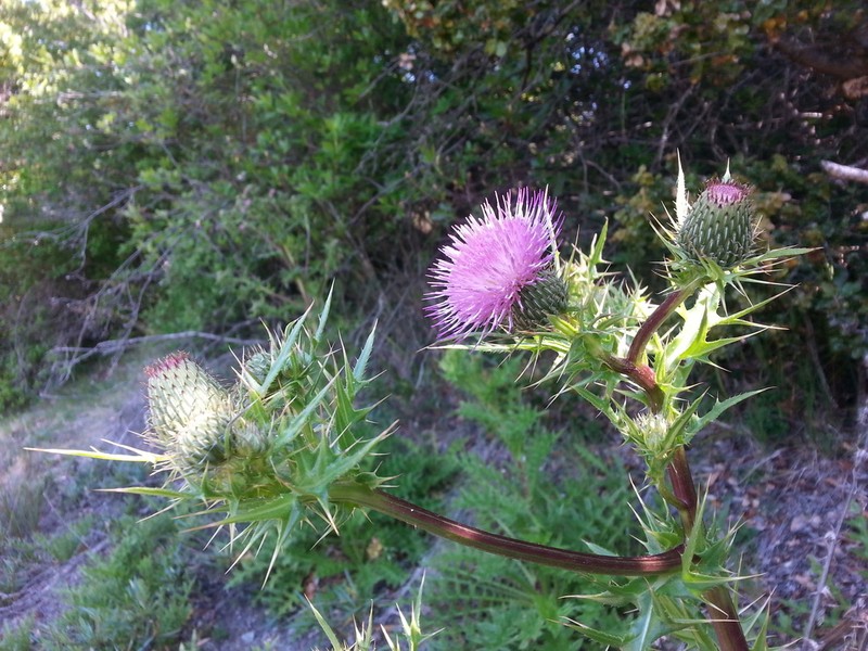 Suisun Thistle photo 8