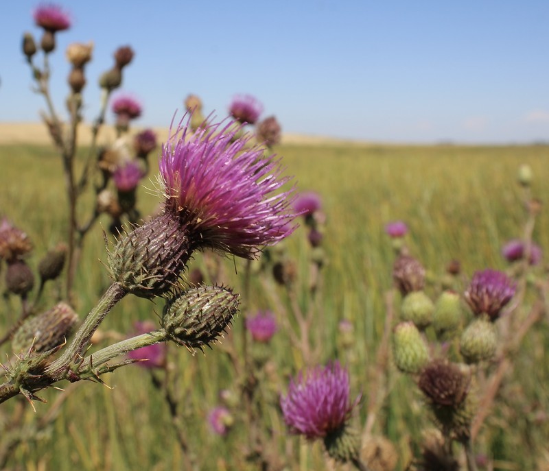 Cirsium hydrophilum var. hydrophilum photo 2