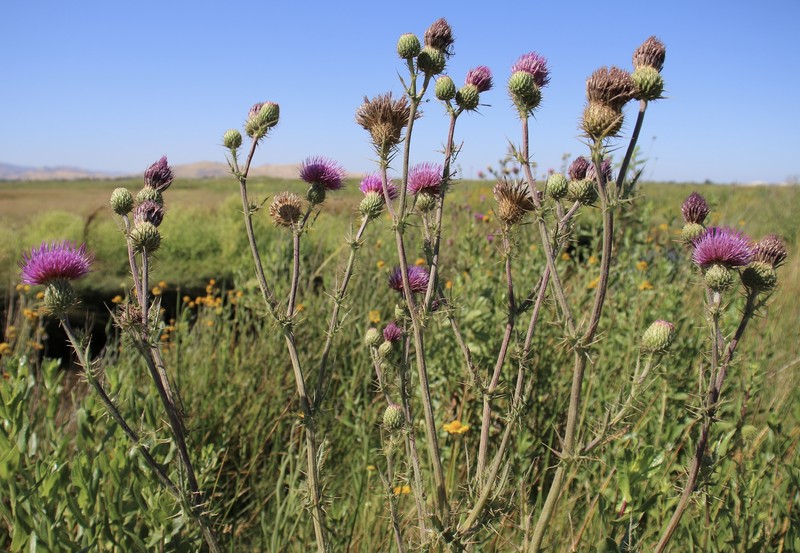 Cirsium hydrophilum var. hydrophilum photo 4