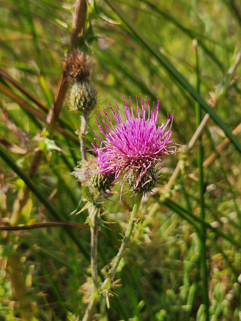 Cirsium hydrophilum var. hydrophilum photo 5