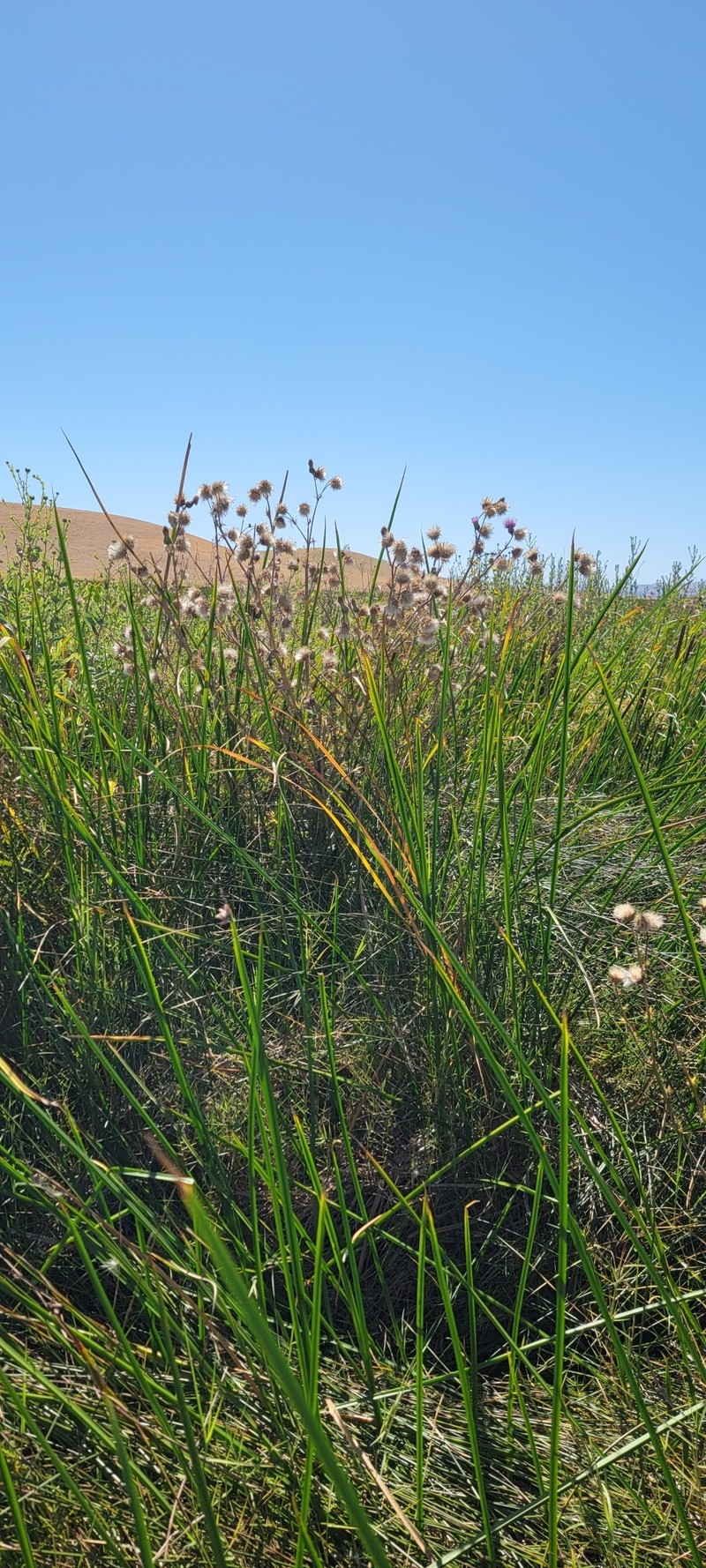 Cirsium hydrophilum var. hydrophilum photo 6