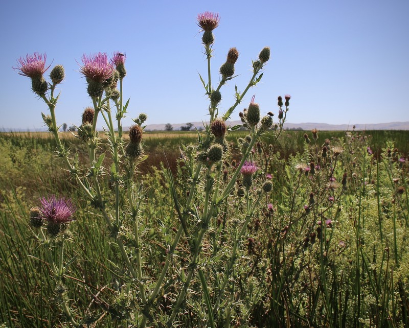 Cirsium hydrophilum var. hydrophilum photo 7
