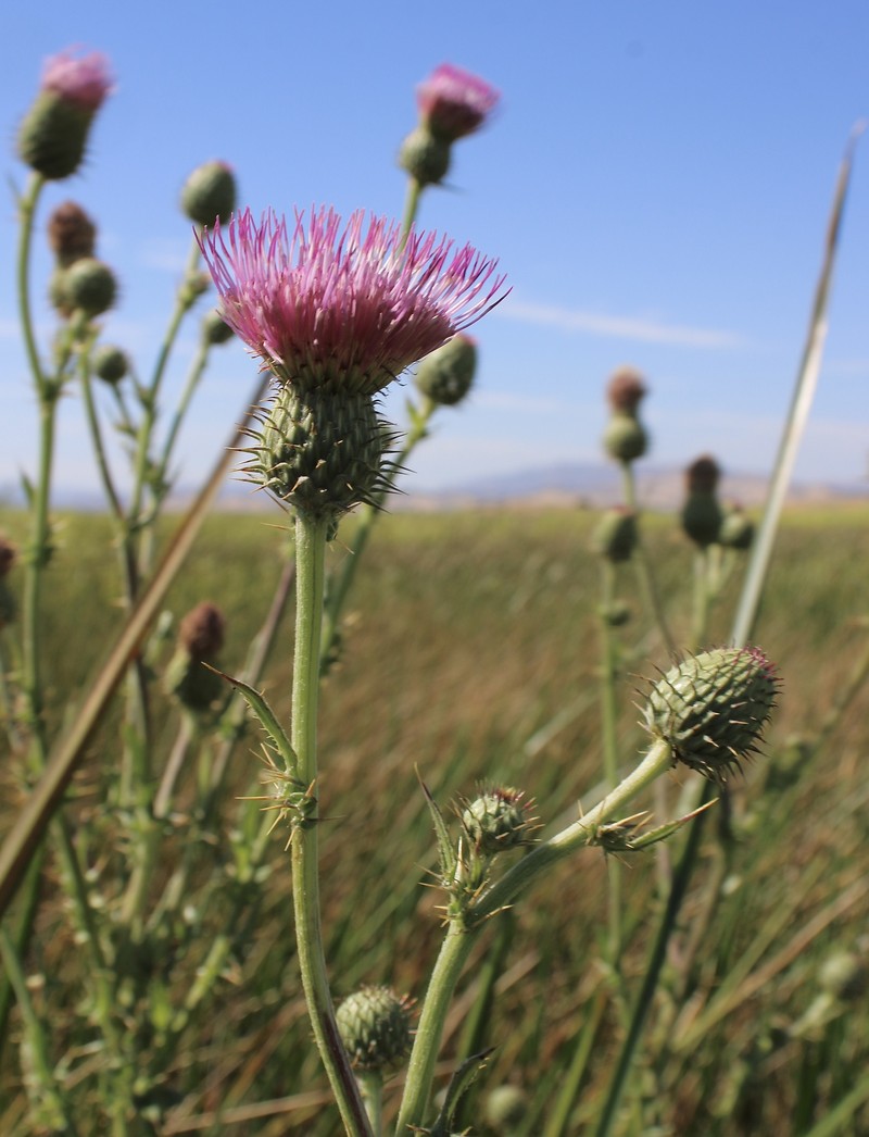 Cirsium hydrophilum var. hydrophilum photo 8