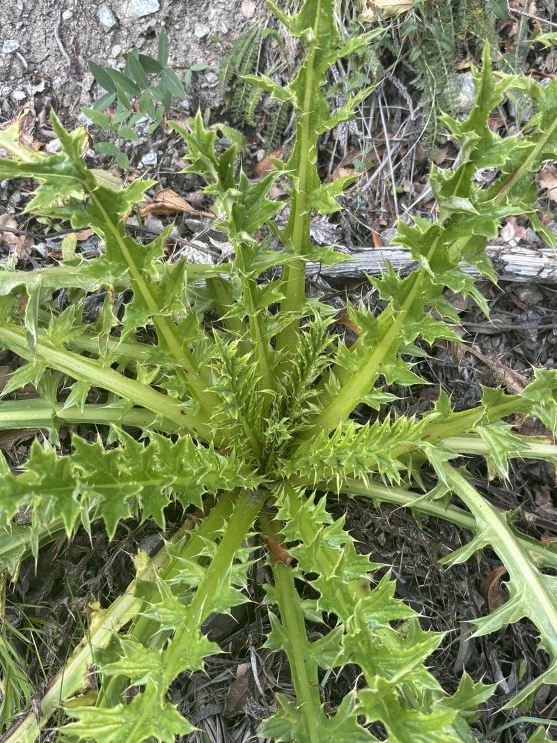 Cirsium hydrophilum var. vaseyi