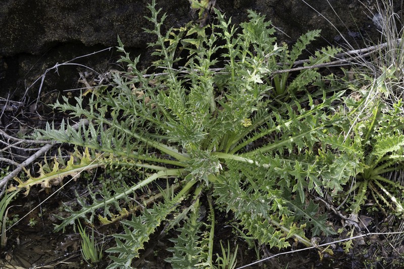 Cirsium hydrophilum var. vaseyi photo 2